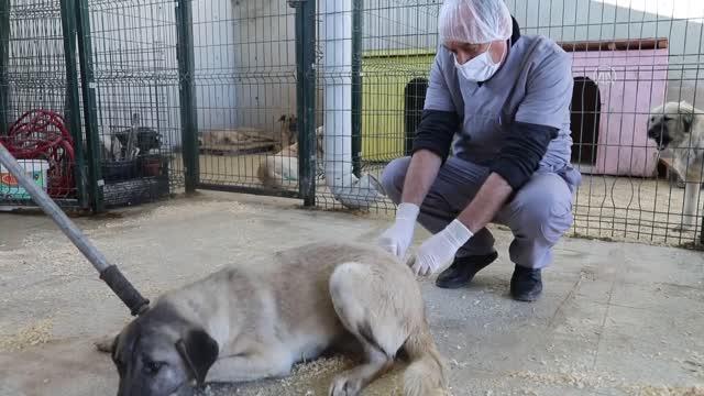 Çubuk Belediyesi, sokak hayvanlarının tedavisi için Can Dostlar Kliniği’ni kurdu.