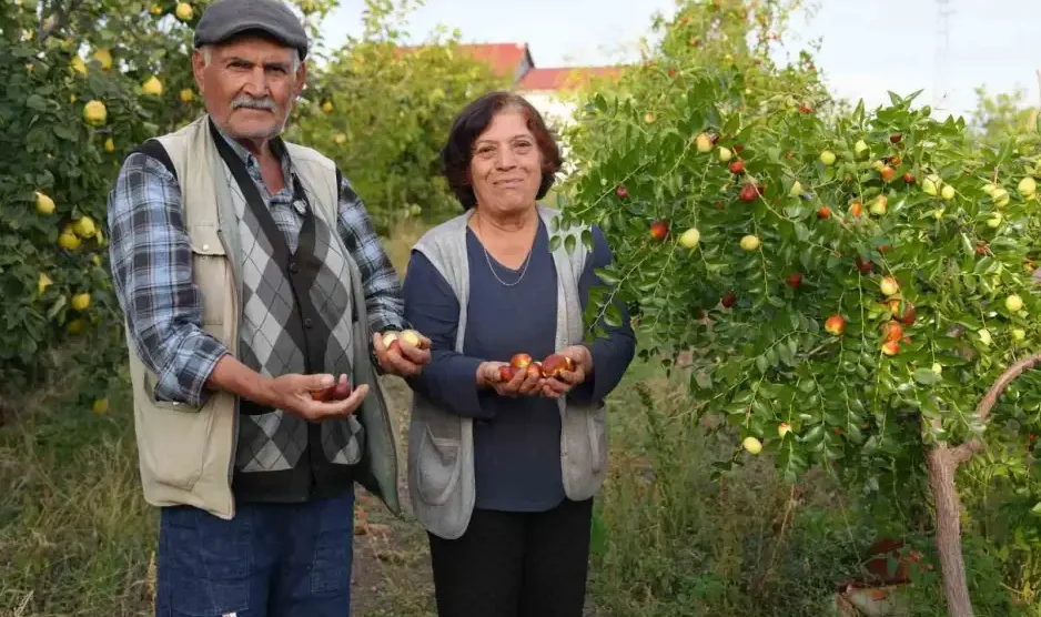 EMEKLİ ÖĞRETMENİN İKİ FİDANLA BAŞLAYAN HÜNNAP SERÜVENİ 300 AĞACA ULAŞTI